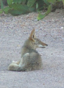 coyote-in-driveway1-398x550