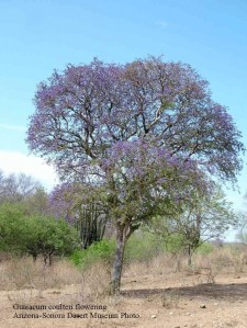 Guaiacum tree