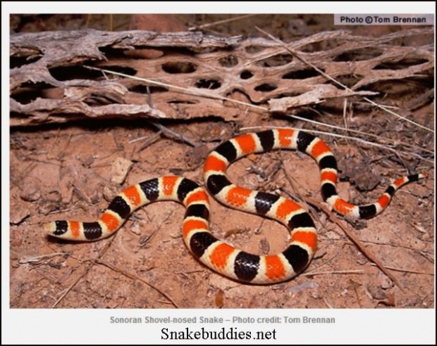 Shovel-nosed snake