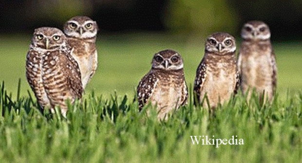 Burrowing owl group